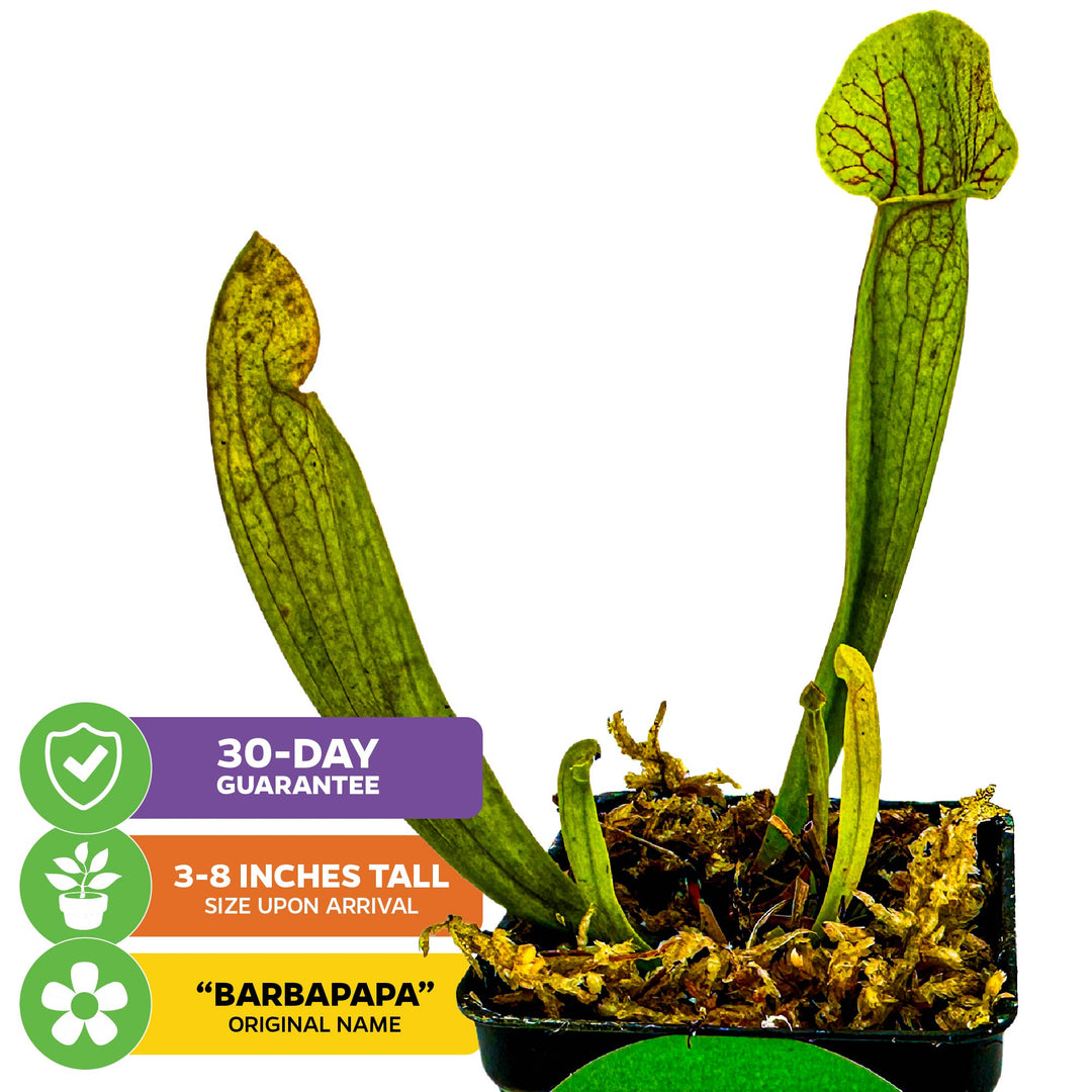 Barba Green Carnivorous Pitcher Plant - Sarracenia