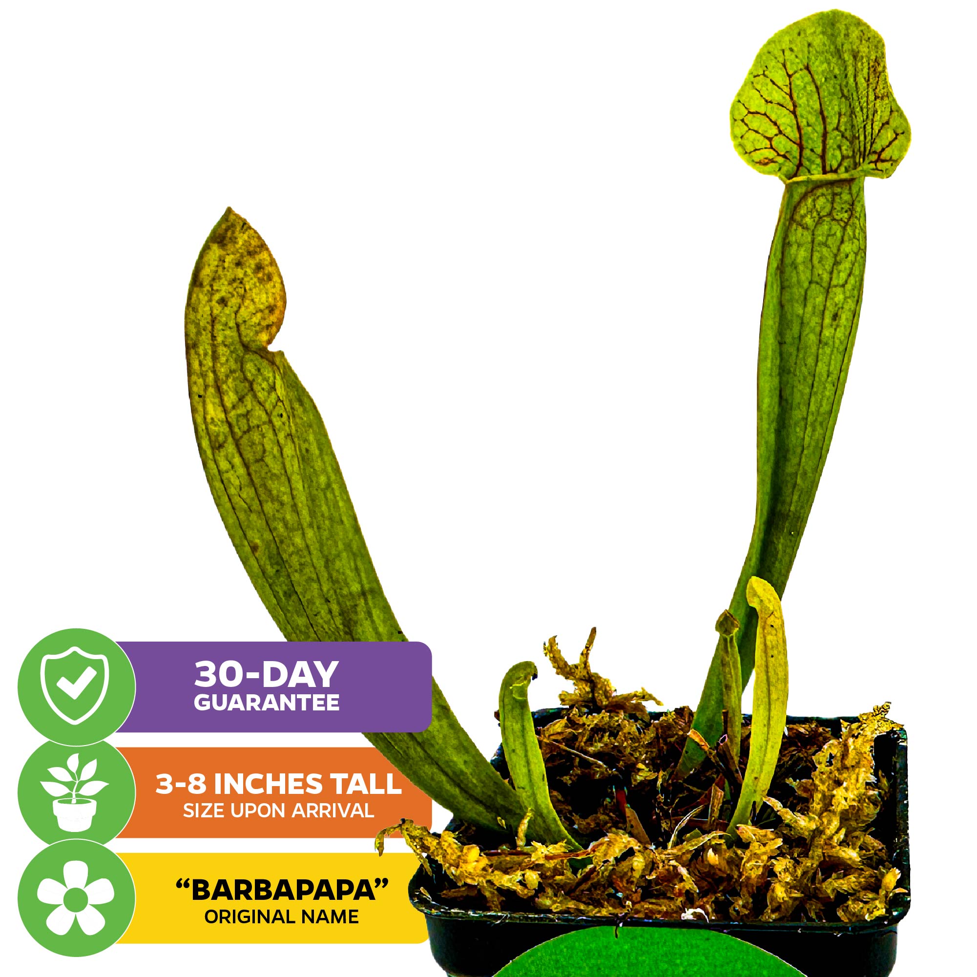 A Barba Green Carnivorous Pitcher Plant (Sarracenia) by Wellspring Gardens sits in a small moss-filled pot, beside colorful labels for a 30-day guarantee, 3-8 inch arrival size, and the Barbapapa original name.