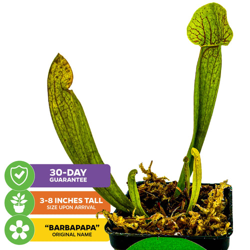 A Barba Green Carnivorous Pitcher Plant (Sarracenia) by Wellspring Gardens sits in a small moss-filled pot, beside colorful labels for a 30-day guarantee, 3-8 inch arrival size, and the Barbapapa original name.