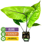 Black Stem Elephant Ear - Alocasia macrorrhiza
