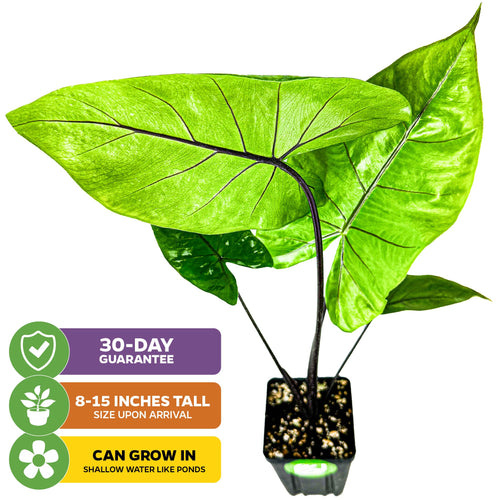Black Stem Elephant Ear - Alocasia macrorrhiza