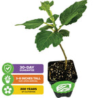 The Violette de Bordeaux Fig by Wellspring Gardens is a small potted dwarf fig tree with green leaves, ideal for containers. Labels show: 30-Day Guarantee, 3-8" Tall on Arrival, and 300 Years of Cultivation—each in colored boxes with icons.