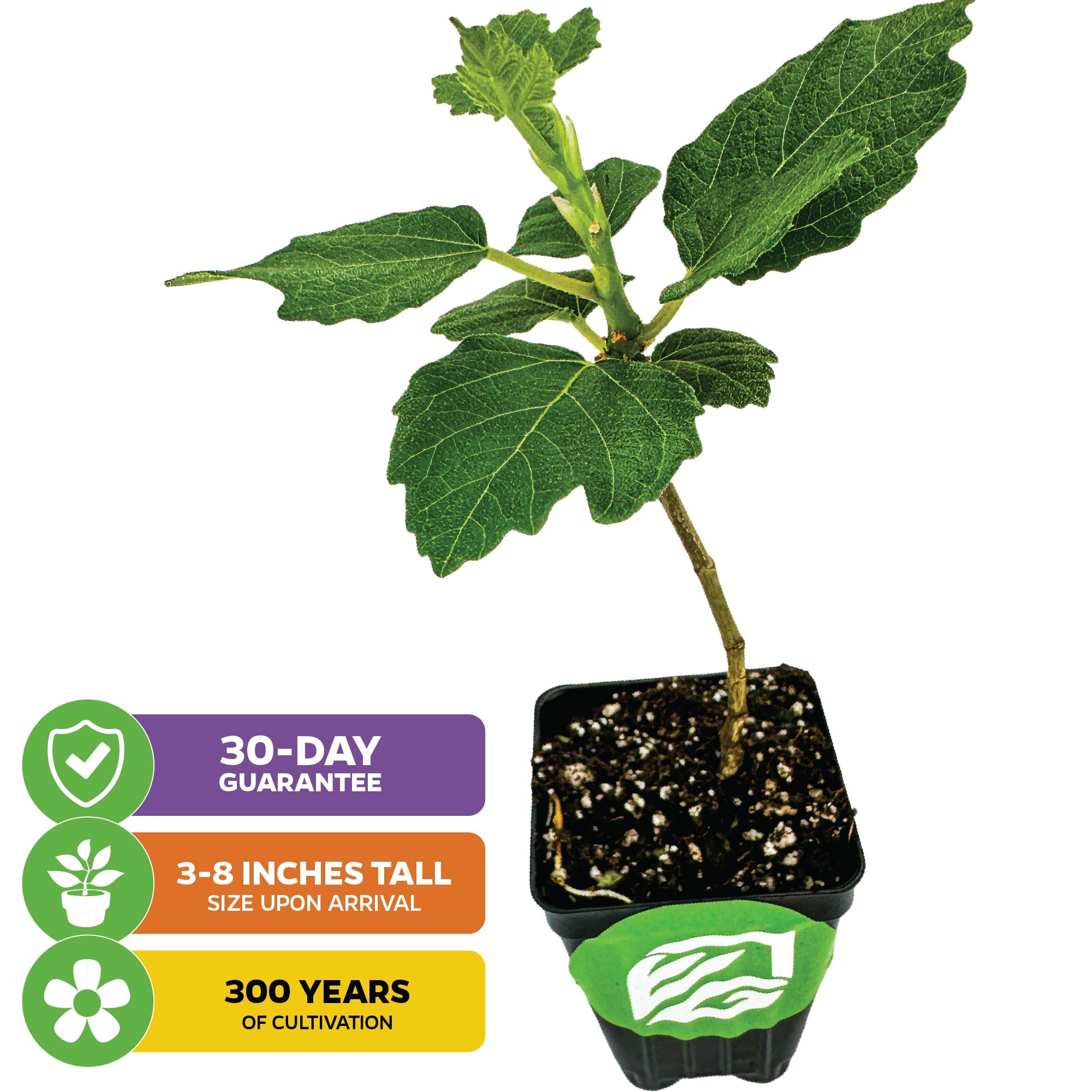 The Violette de Bordeaux Fig by Wellspring Gardens is a small potted dwarf fig tree with green leaves, ideal for containers. Labels show: 30-Day Guarantee, 3-8" Tall on Arrival, and 300 Years of Cultivation—each in colored boxes with icons.