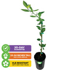 Callie Kumquat Tree - Citrus Japonica