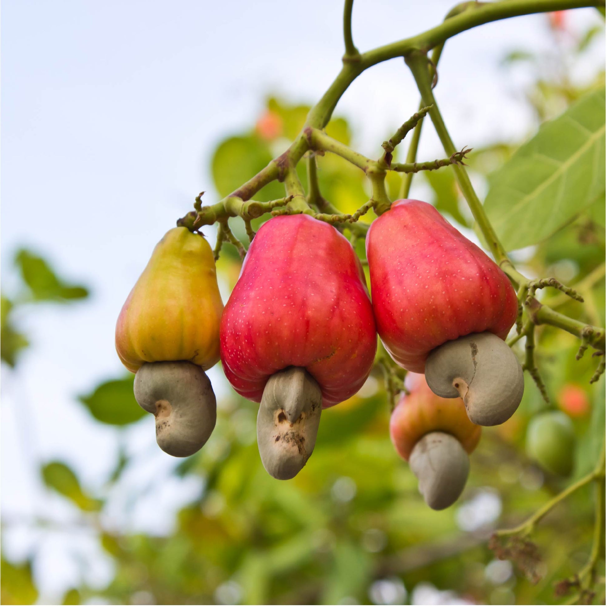 Cashew Tree - Anacardium occidentale (1-gallon pot)