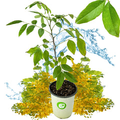 Golden & Pink Shower Trees - Cassia