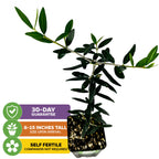 The Wellspring Gardens Chemlali Olive Tree (Olea europaea) arrives 8-15" tall in a small pot, is self-pollinating, and includes a 30-day guarantee. Features slender, dark green leaves and offers high fruit yield.