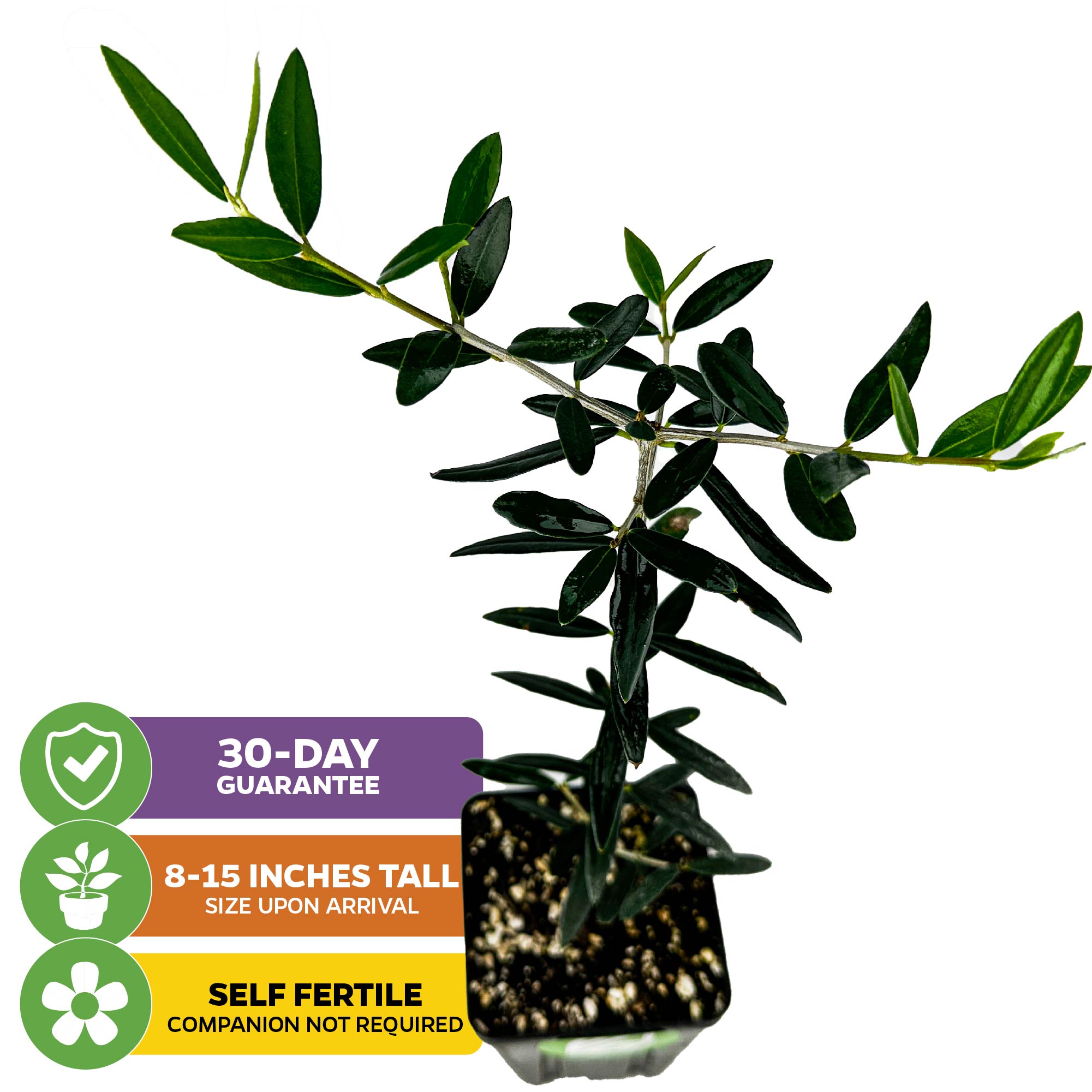 The Wellspring Gardens Chemlali Olive Tree (Olea europaea) arrives 8-15" tall in a small pot, is self-pollinating, and includes a 30-day guarantee. Features slender, dark green leaves and offers high fruit yield.