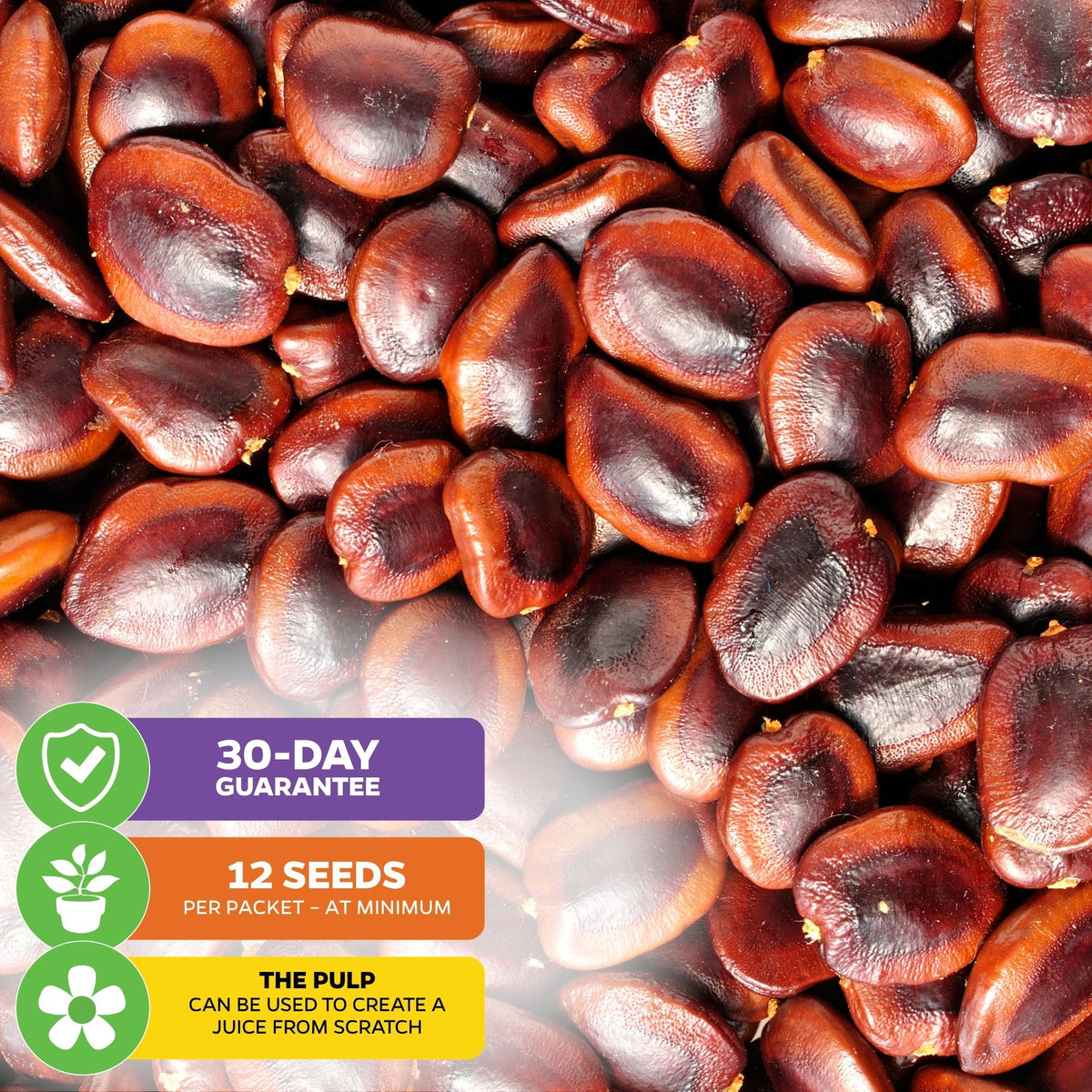 Tamarind Tree Seeds (Tamarinds indica) - Pack of 12