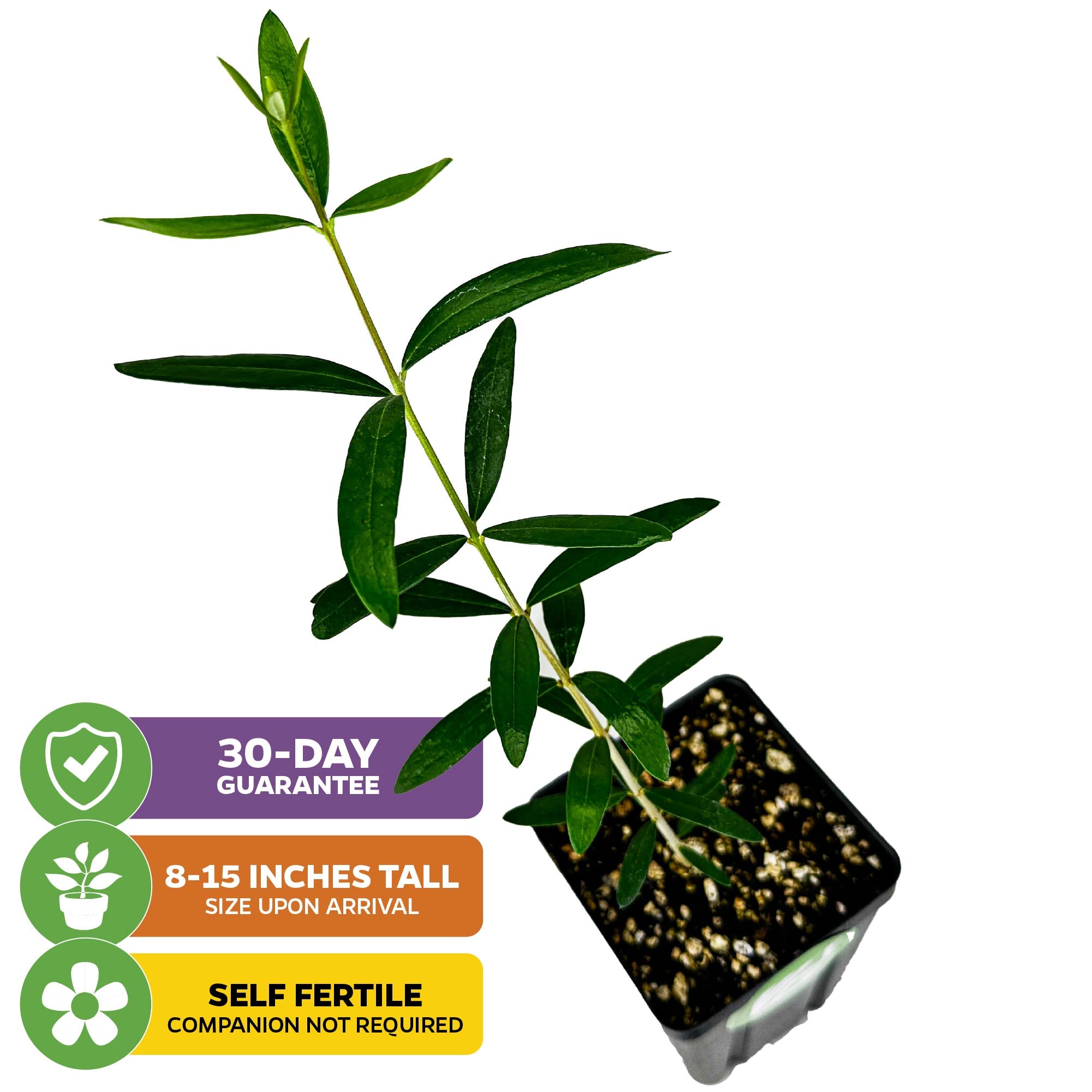 A Wellspring Gardens Coratina Olive Tree (Olea europaea) in a small pot, with slender green leaves. Icons: 30-day guarantee, arrives 8–15" tall, and self-fertile—no companion needed. White background.