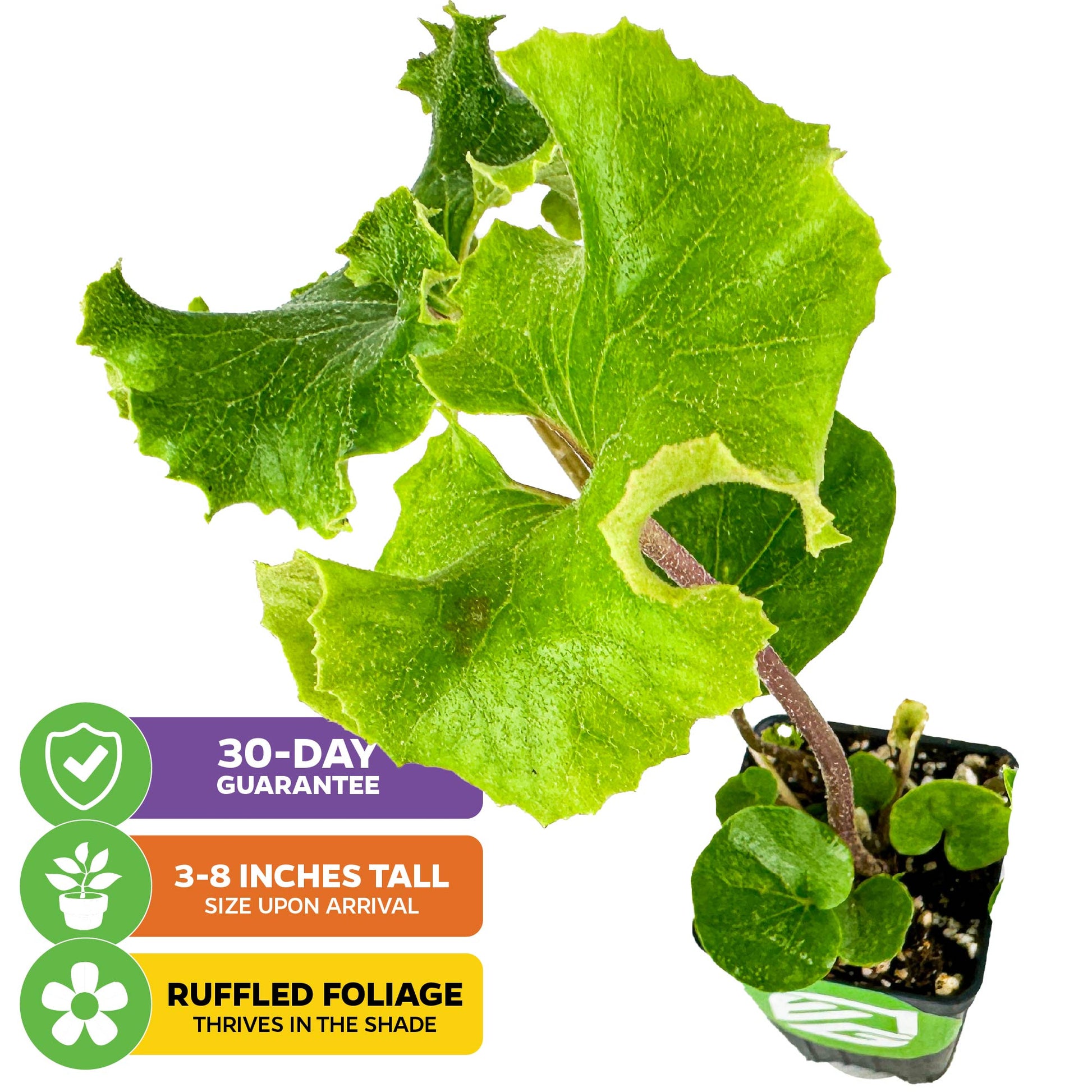 Crested Leopard Plant (Tractor Seat Plant) - Farfugium japonicum 'Crispata'