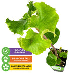 The Wellspring Gardens Crested Leopard Plant (Farfugium japonicum 'Crispata') features large, ruffled green leaves in a black pot. Arrives 3-8 inches tall, thrives in shade, and comes with a 30-day guarantee.