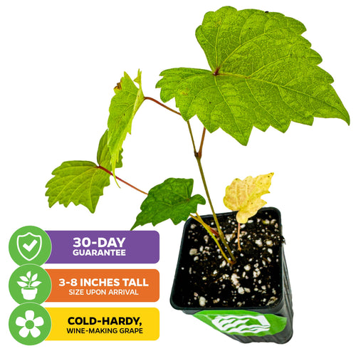A 'Delicious' Muscadine Grape Vine by Wellspring Gardens in a black pot with soil. Text boxes say: 30-DAY GUARANTEE, 3–8" TALL AT ARRIVAL, COLD-HARDY, DISEASE RESISTANT, WINE-MAKING GRAPE.