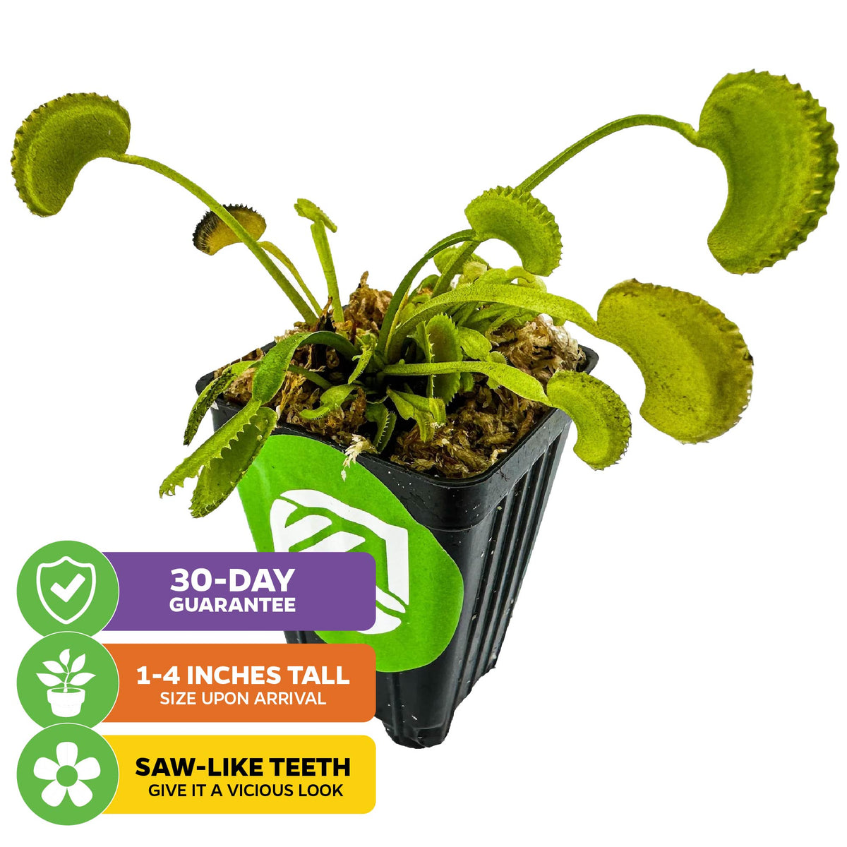 Dente Venus Fly Trap Carnivorous Plant - Dionaea muscipula