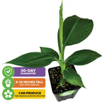 The Double Mahoi Banana - Musa by Wellspring Gardens is a compact plant with broad green leaves in a black pot, arrives 8-15 inches tall, has a 30-day guarantee, perfect for growers, and can yield two banana bunches per stem.