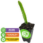 Edgar's Baby Dragon Fruit (Hylocereus undatus) by Wellspring Gardens: a small potted cactus-like plant with a tall green stem, spines, and a pot featuring the green Wellspring logo. 30-day guarantee; arrives 3–8" tall; stays green when ripe.