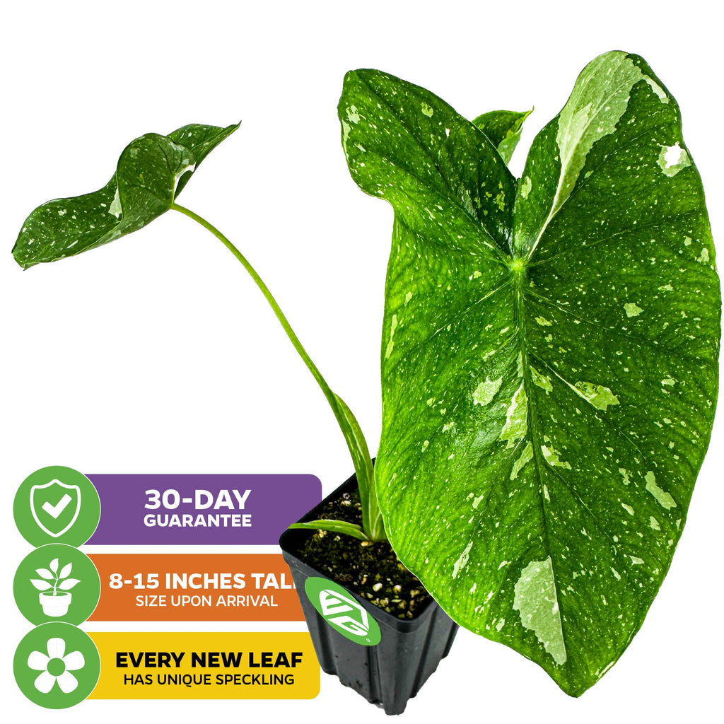 Elepaio Elephant Ear Milky Way (Ele Paio) - Colocasia esculenta