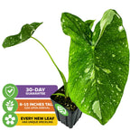 The Wellspring Gardens Elepaio Elephant Ear Milky Way (Colocasia esculenta) features large, heart-shaped speckled leaves, arrives 8–15" tall, offers unique speckling on each new leaf, and comes with a 30-day guarantee.