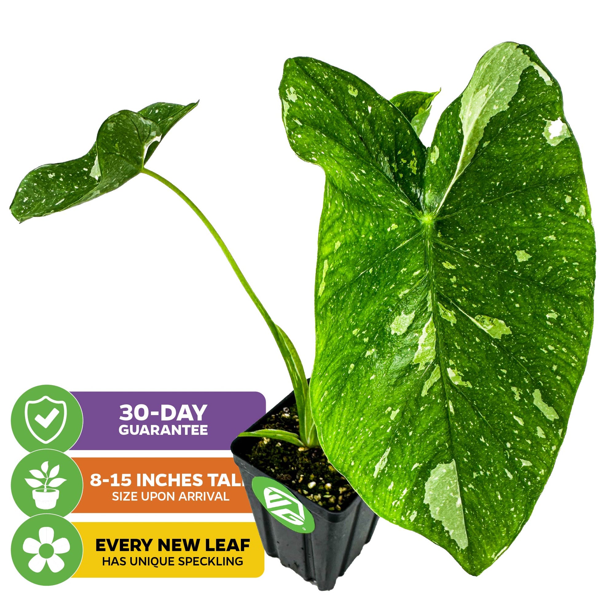 Elepaio Elephant Ear Milky Way (Ele Paio) - Colocasia esculenta