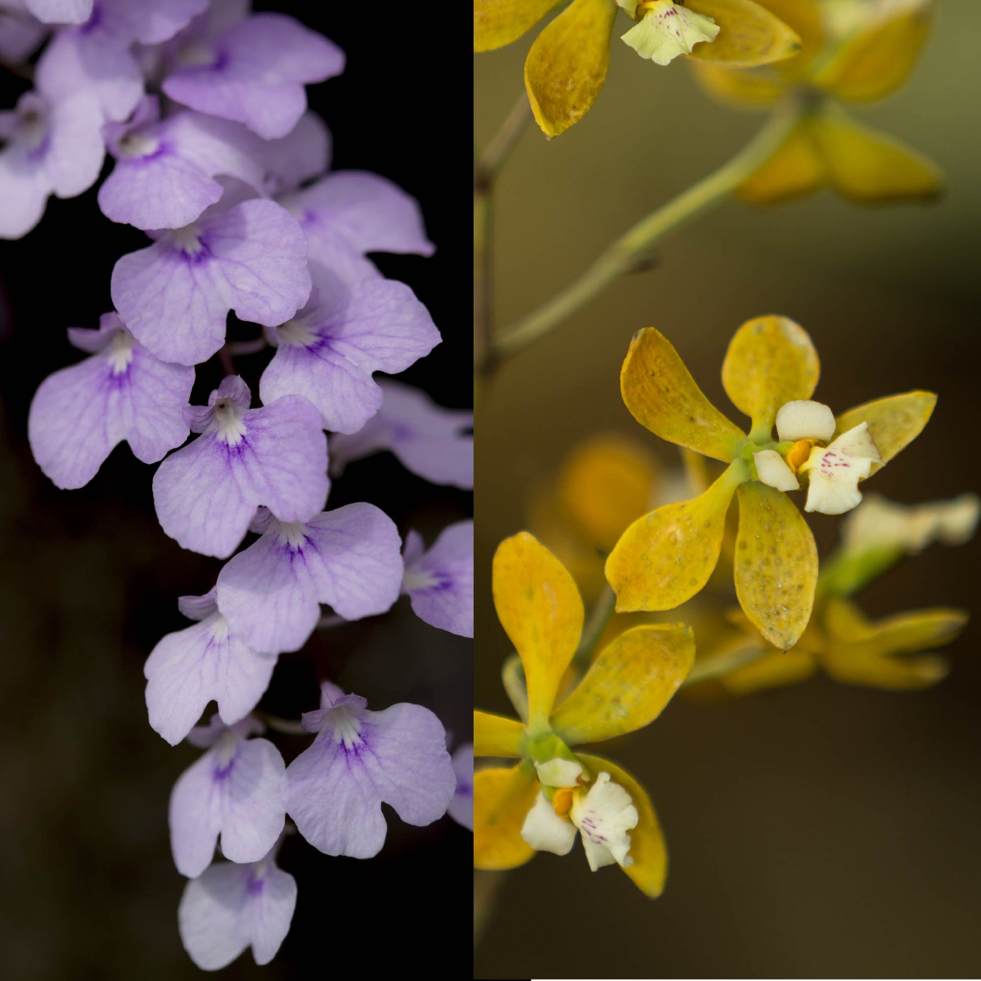 Bundle (2) of Florida Butterfly Orchids: Encyclia tampensis + Ionopsis utricularioides