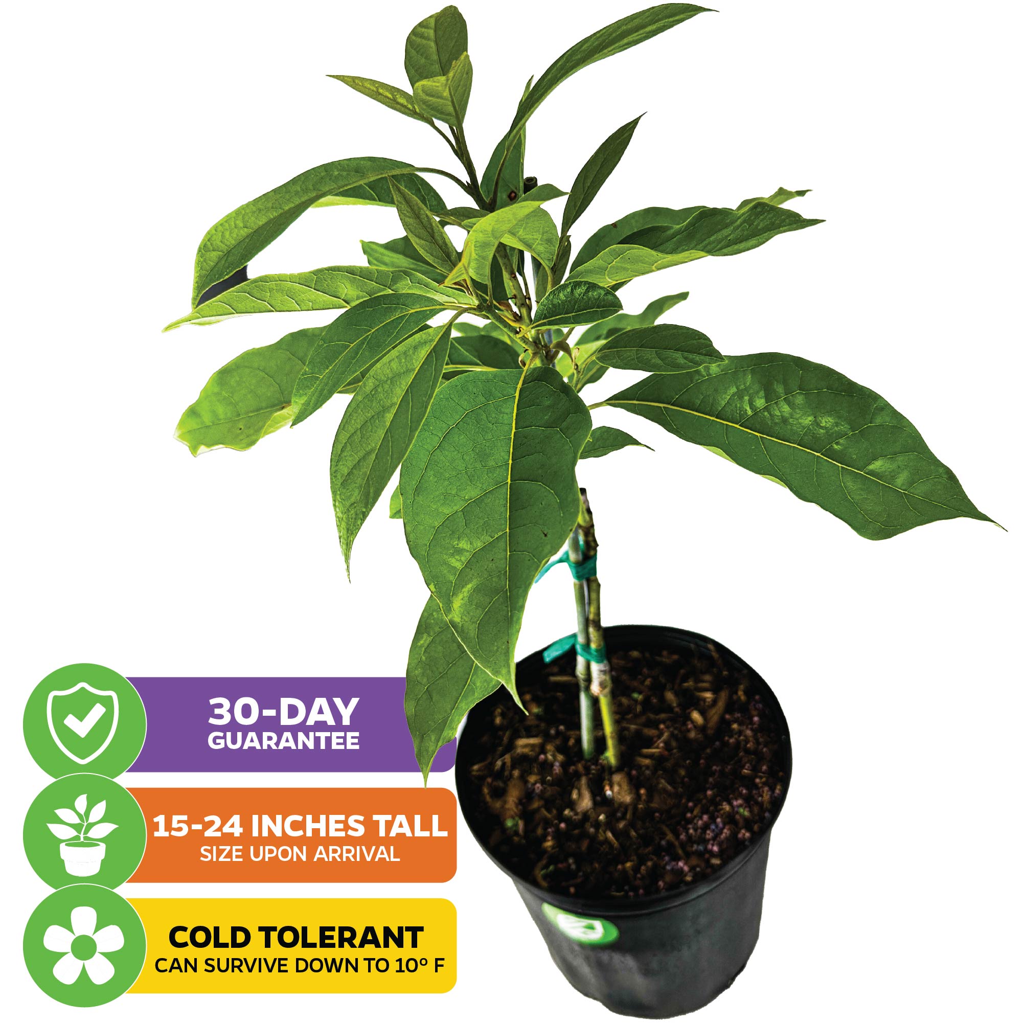 Fantastic Avocado - Persea americana