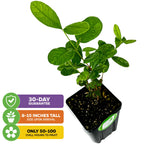 The Wellspring Gardens Pineapple Guava (Feijoa) - Acca sellowiana arrives 8-15" tall, needs just 50-100 chill hours to fruit, is self-fertile, and comes with a 30-day guarantee—a great landscape shrub choice with attractive green leaves.