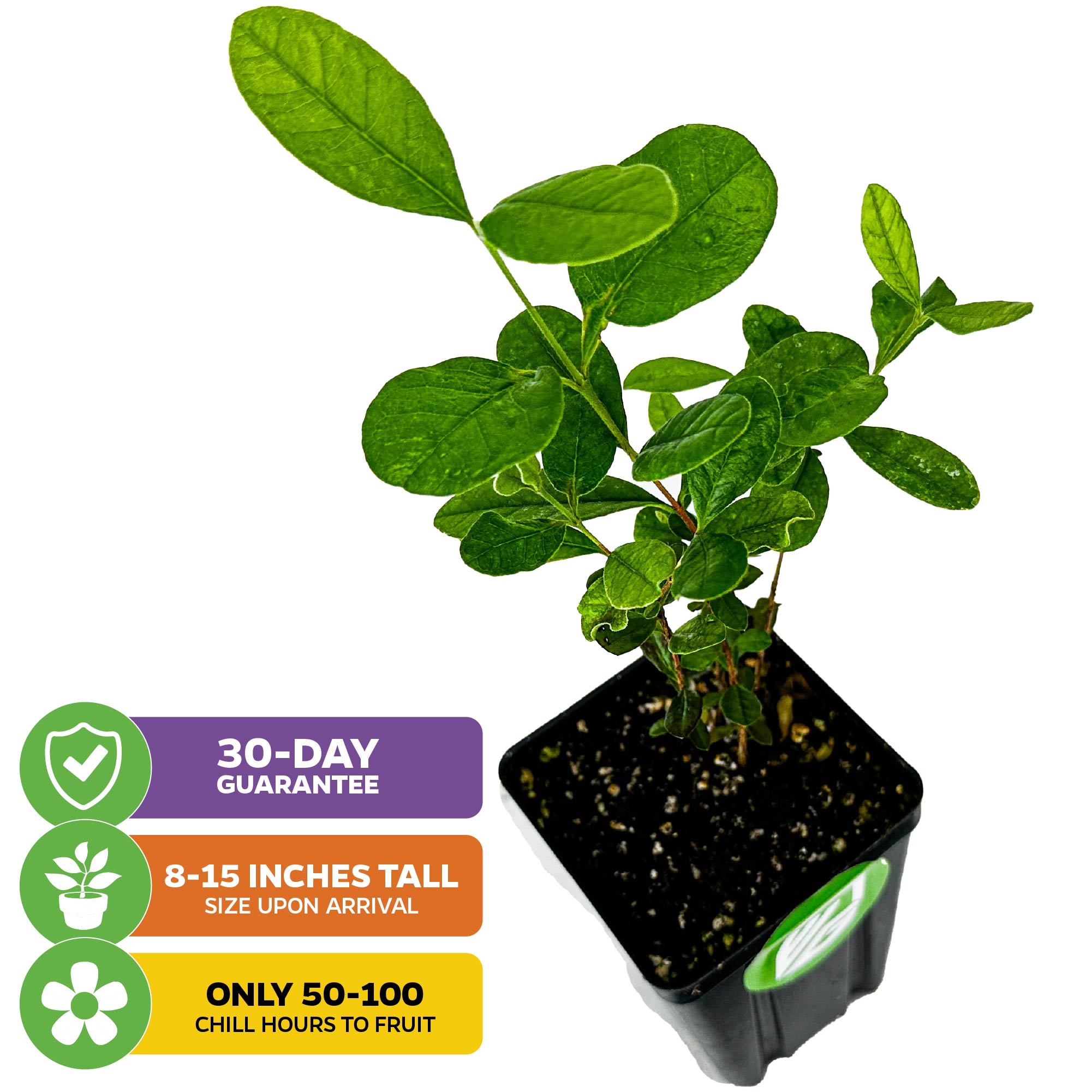 The Wellspring Gardens Pineapple Guava (Feijoa) - Acca sellowiana arrives 8-15" tall, needs just 50-100 chill hours to fruit, is self-fertile, and comes with a 30-day guarantee—a great landscape shrub choice with attractive green leaves.
