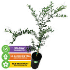 Giant Green Finger Lime Tree - Citrus australasica