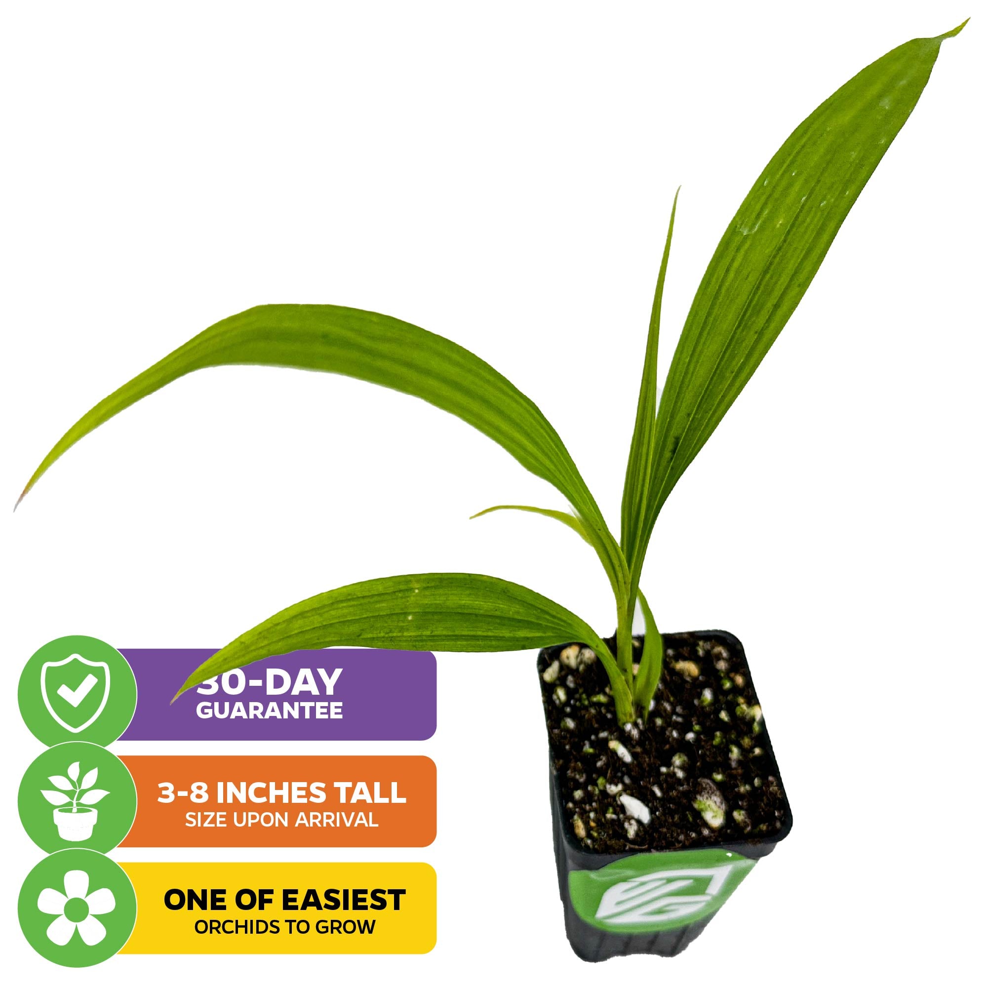 A Wellspring Gardens Ground Orchid (Spathoglottis plicata purple) in a small black pot with soil. Arrives 3-8" tall, backed by a 30-Day Guarantee, and is one of the easiest orchids to grow with blooms year-round.