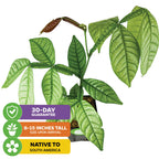 A potted Ice Cream Bean (Inga spectabilis) from Wellspring Gardens displays green leaves and new growth. Labels show: 30-Day Guarantee, 8-15" Tall at Arrival, Native to South America, with matching icons.