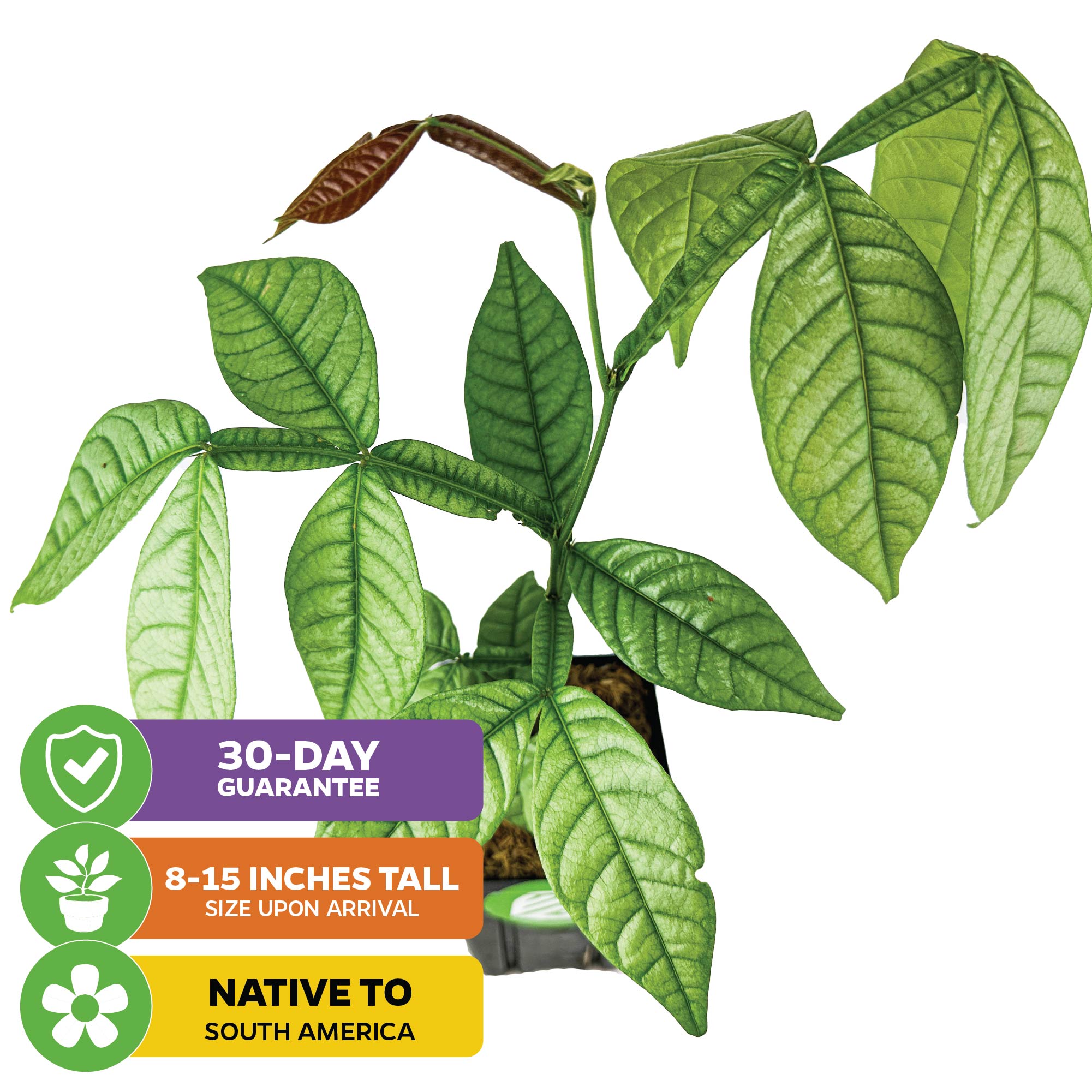 A potted Ice Cream Bean (Inga spectabilis) from Wellspring Gardens displays green leaves and new growth. Labels show: 30-Day Guarantee, 8-15" Tall at Arrival, Native to South America, with matching icons.