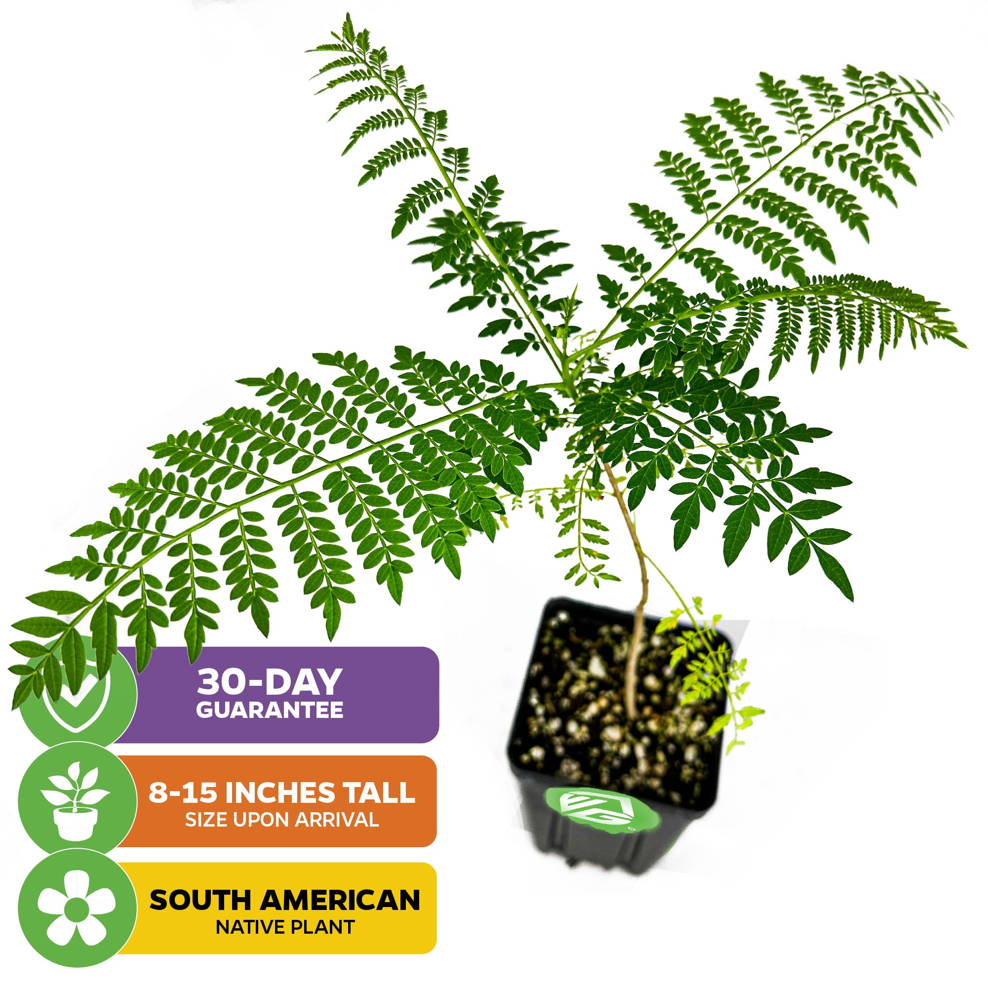 Jacaranda Tree - Jacaranda mimosifolia – Wellspring Gardens