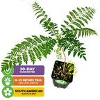 A young Jacaranda Tree (Jacaranda mimosifolia) from Wellspring Gardens in a black square pot with soil, 8–15" tall at arrival, with feathery green leaves. South American native, famous for lavender-blue flowers. 30-Day Guarantee.
