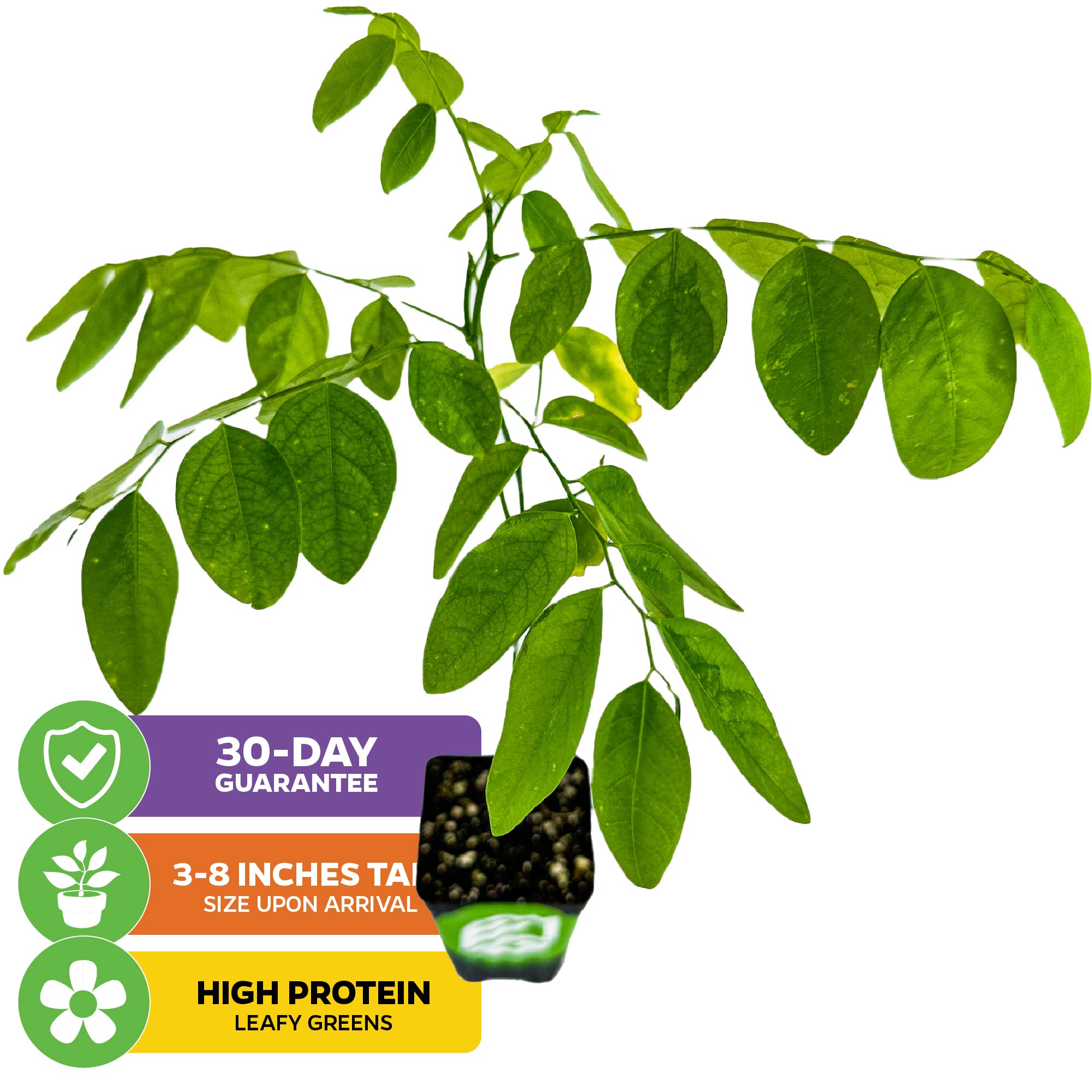A leafy green Katuk (Sweetleaf Bush) by Wellspring Gardens with bright, edible leaves is shown. Text overlays: “30-day guarantee,” “3-8 inches tall upon arrival,” and “High protein leafy greens.” A small potted Katuk plant appears.