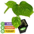 A Wellspring Gardens Kiko's Crump™ South Sea Salad Tree (Abelmoschus manihot) in a black pot, 8–15 inches tall on arrival, 30-day guarantee—enjoy the edible leaves cooked or fresh. Colorful icons included.