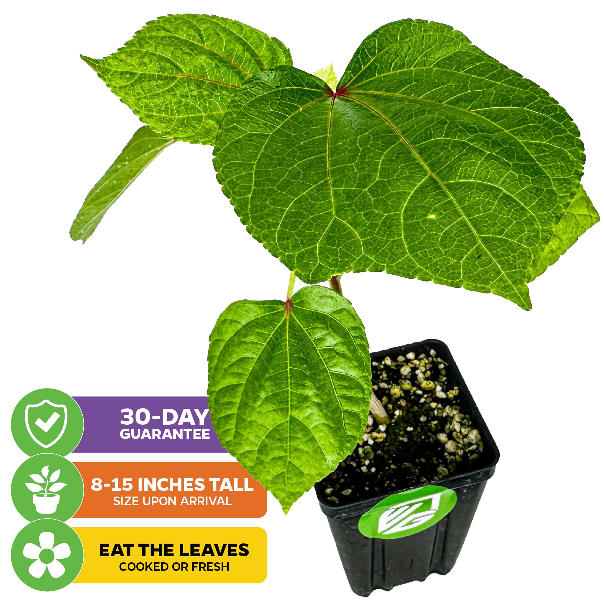 A Wellspring Gardens Kiko's Crump™ South Sea Salad Tree (Abelmoschus manihot) in a black pot, 8–15 inches tall on arrival, 30-day guarantee—enjoy the edible leaves cooked or fresh. Colorful icons included.