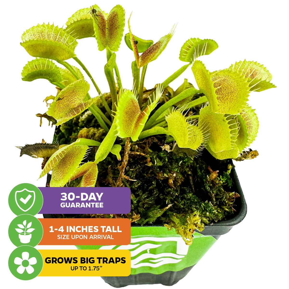 King Henry Venus Fly Trap Carnivorous Plant - Dionaea muscipula