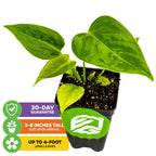 A Wellspring Gardens King Veitchii (Anthurium veitchii) potted indoor plant with three large leaves, 3-8 inches tall at arrival, up to 4-foot long leaves, and a 30-day guarantee, shown against a white background.