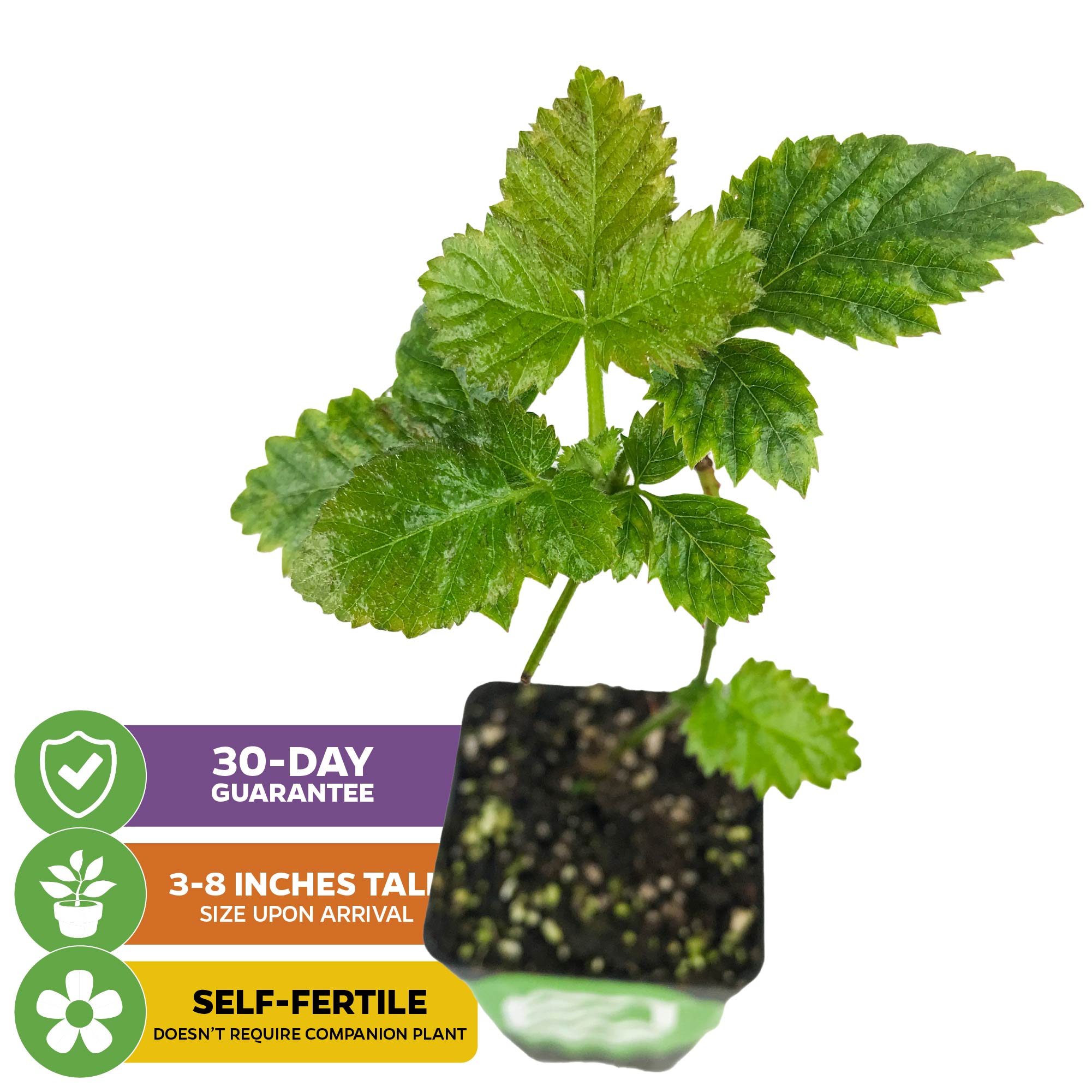 The Wellspring Gardens Kiowa Blackberry - Rubus is a self-fertile, low-chill plant in a pot. Arrives 3-8" tall, no companion needed. Includes icons/text for 30-day guarantee and arrival details.