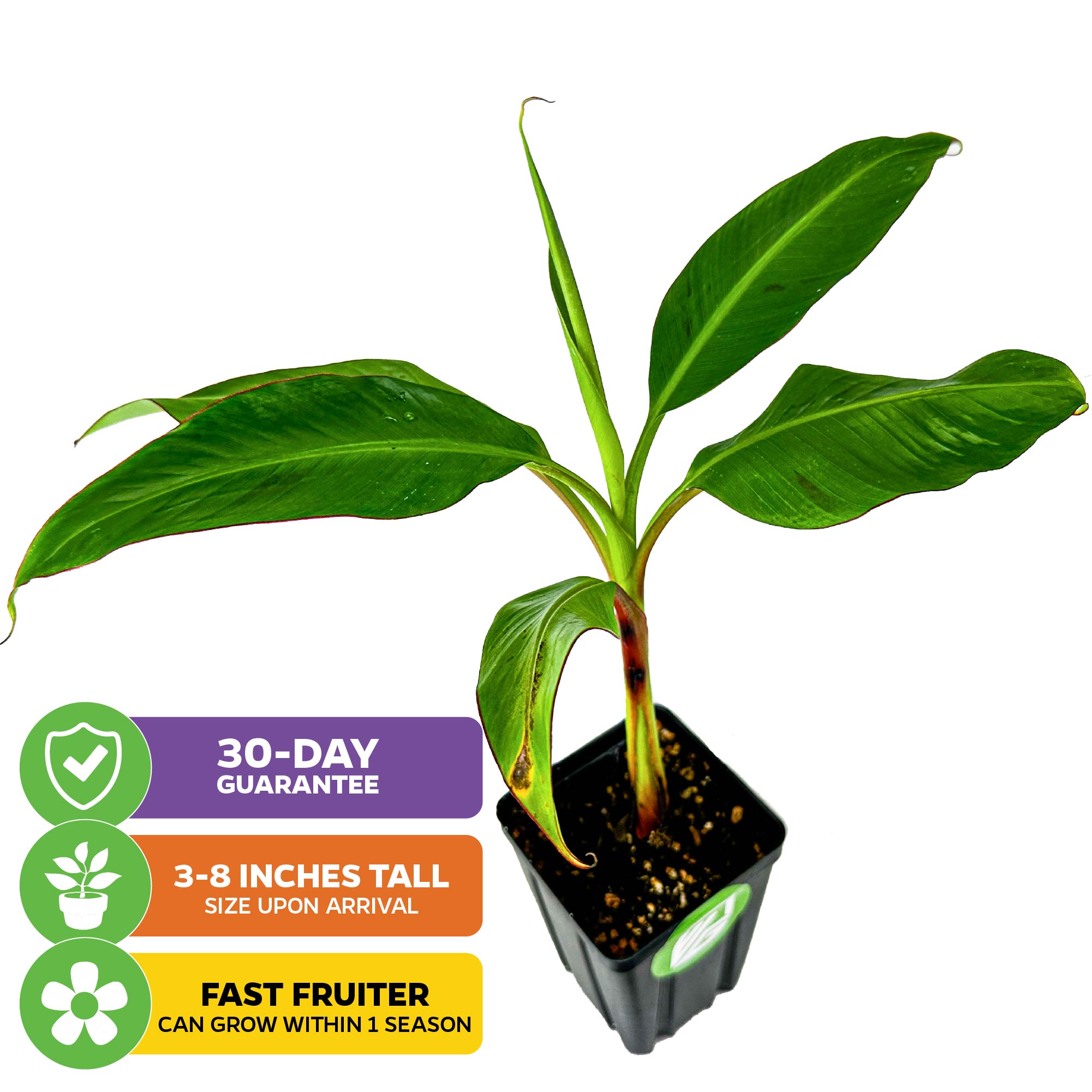 Dwarf Kokopo 'Patupi' Live Banana Plant - Musa acuminata
