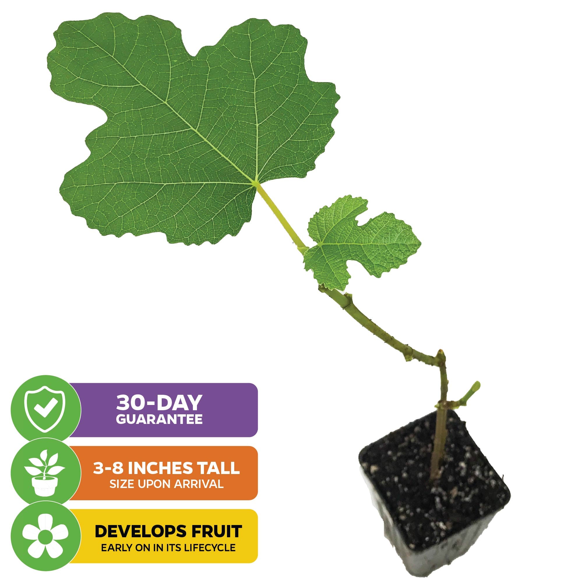 A young LSU Gold Fig Tree (Ficus carica) from Wellspring Gardens, featuring a large green leaf, smaller leaf, and stem in a small soil pot. Arrives 3–8" tall, with early large fruit; includes 30-day guarantee.