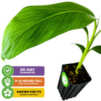 A Wellspring Gardens Lacatan Banana (Lakatan) - Musa plant in a black pot, labeled “30-day guarantee,” “8-15 inches tall on arrival,” and “orange-hued, beta-carotene-rich fruit.”.