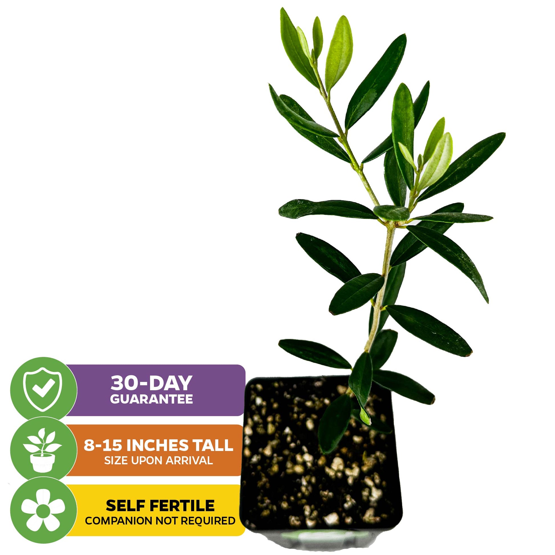 Leccino Olive Tree - Olea europaea