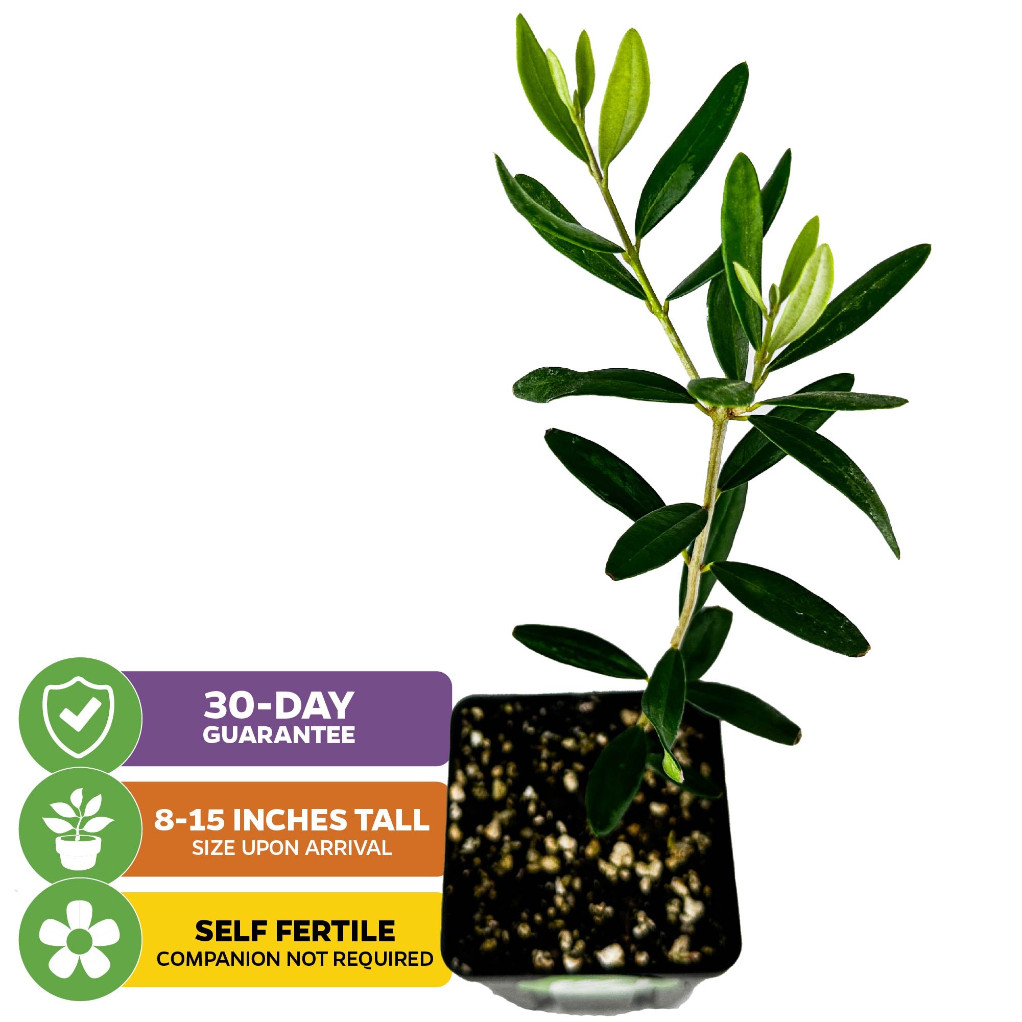 The Wellspring Gardens Leccino Olive Tree (Olea europaea) comes potted, 8-15" tall, with green leaves. Self-fertile and perfect for homegrown olives and fresh olive oil. Includes a 30-day guarantee.
