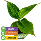 The Little Prince Banana (Musa) by Wellspring Gardens is a small green ornamental plant with broad, variegated leaves. Arrives 3-8" tall, ideal for container gardening, and includes a 30-day guarantee.