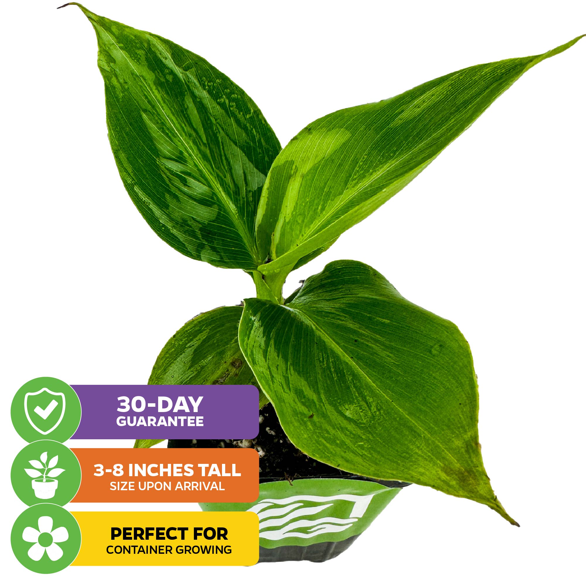 The Little Prince Banana (Musa) by Wellspring Gardens is a small green ornamental plant with broad, variegated leaves. Arrives 3-8" tall, ideal for container gardening, and includes a 30-day guarantee.