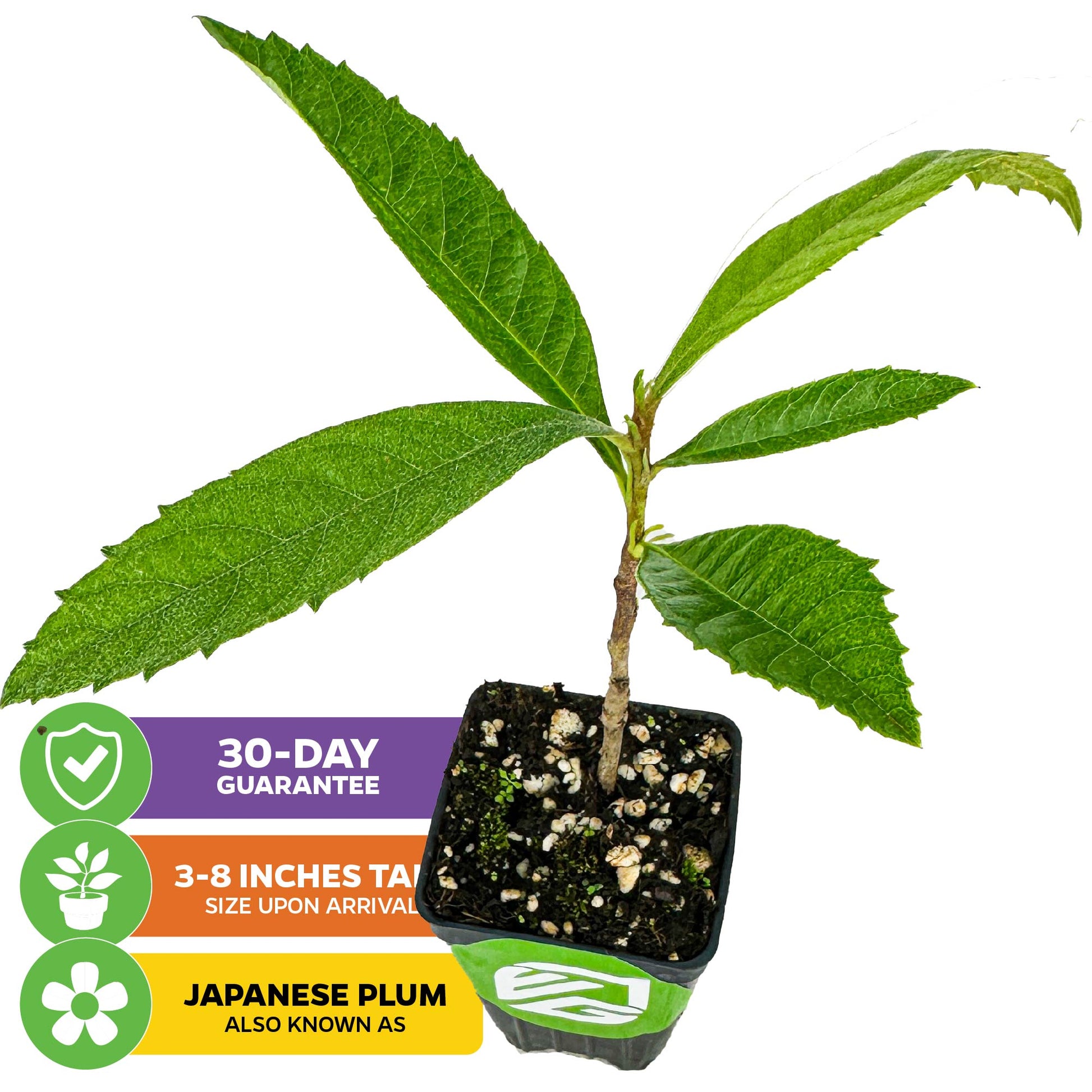 Loquat Tree - Eriobotrya japonica