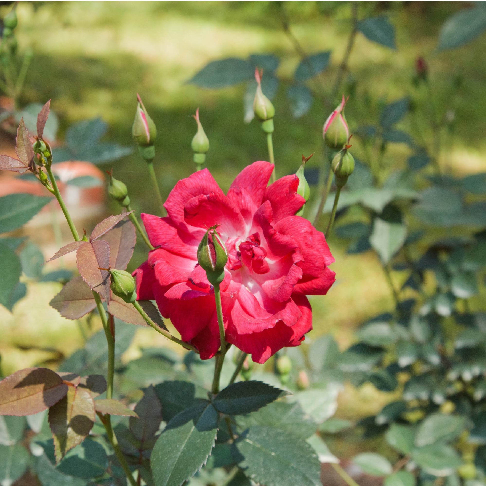 Louis Philippe Rose (Florida Cracker Rose) - Rosa chinensis (3-Gallon Pot)