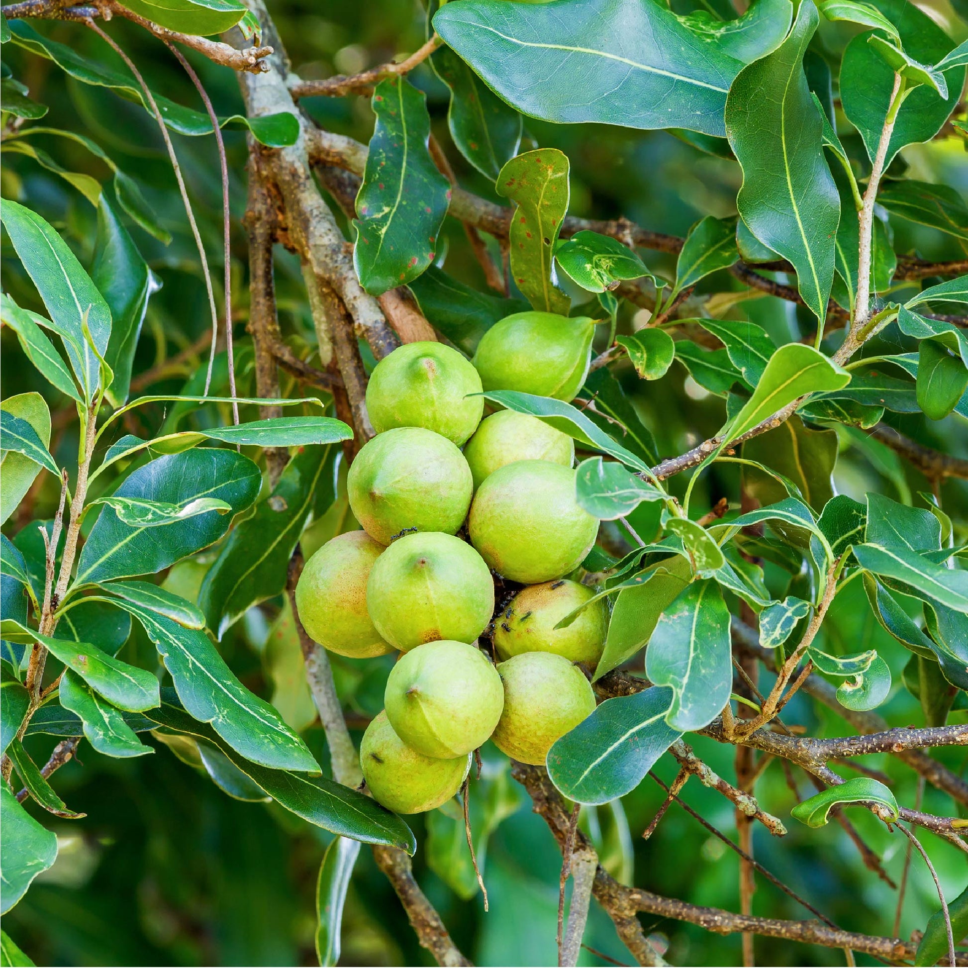 2-Pack of Macadamia Trees - Macadamia integrifolia