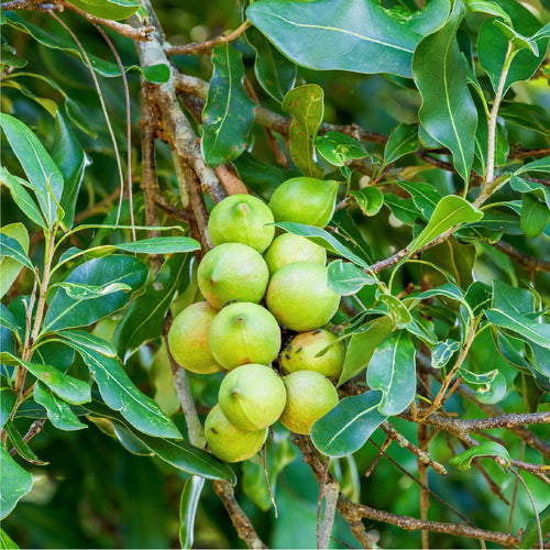 2-Pack of Macadamia Trees - Macadamia integrifolia